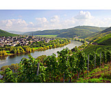   Weinbau, Rheinland, Pfalz, Mosel, Rachtig, Zeltingen, Rachtig