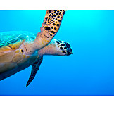   Unterwasser, Schildkröte, Meeresschildkröte