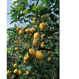   Zitronenbaum