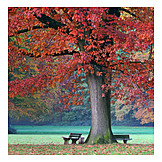   Park, Autumn, Bench