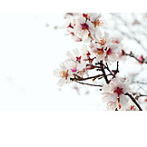   Frühjahr, Blüte, Kirschblüte, Kirschzweig