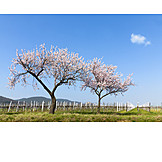   Spring, Almond Tree