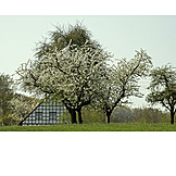   Kirschbaum, Frühling