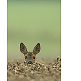   Curiosity & expectation, Deer
