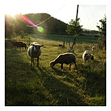   Pasture, Sheep, Sheep herd