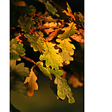   Autumn leaves, Autumn, Oak leaf
