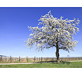   Baum, Kirschbaum, Frühling, Obstbaum