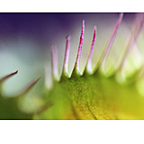   Carnivorous plant, Venus flytrap