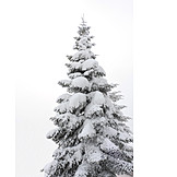   Nadelbaum, Verschneit, Schneedecke