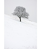   Snowy, Oak tree, Snow cover