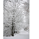   Winter, Snowy, Tree