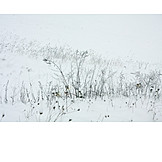   Grasses, Winter, Snowy