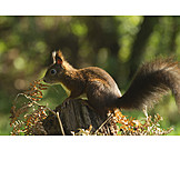   Red squirrel