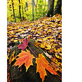   Forest, Autumn, Autumn leaves, Forest