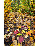   Autumn, Path, Autumn Leaves, Forest