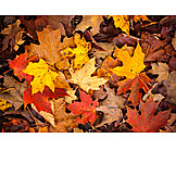   Autumn, Leaf, Autumn Leaves, Maple Leaf