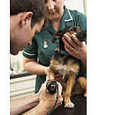   Jack russel, Veterinary practice, Veterinarian