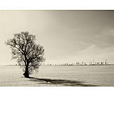   Tree, Winter
