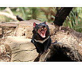   Marsupial, Tasmanian devil