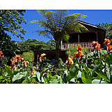  Garten, Tropisch, Costa Rica, Monteverde