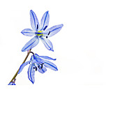   Spring, Squill