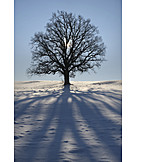   Tree, Winter, Shadow, Oak Tree