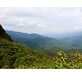   Rainforest, Costa rica, Monteverde