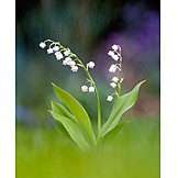  Spring, Lily Of The Valley