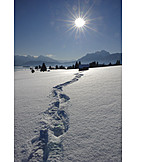   Winter, Snow Track, Winter Sun