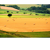   Field, Agriculture, Hay harvest, Round bales