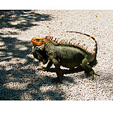  Leguan, Grüner leguan, Iguana