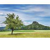   Landschaft, Birnbaum, Tafelberg, Zirkelstein