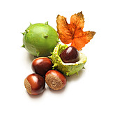   Autumn, Chestnut Tree, Tree Fruit