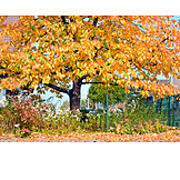   Baum, Herbstlich, Buche