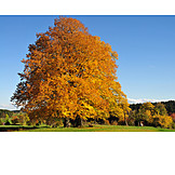   Autumn, Beech Tree