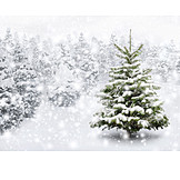   Winter, Snowy, Christmas tree
