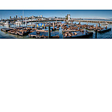   Seelöwe, Kalifornischer seelöwe, Pier 39