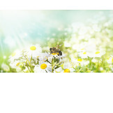   Bee, Flower meadow, Daisy