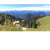   Blumenwiese, Margerite, Alpenvorland