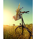   Meadow, Bicycle, Wild flower