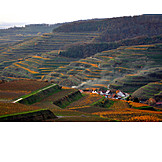   Vineyard, Cultural landscape, Uvogtsburg im kaisersthl