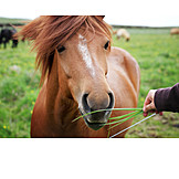  Feeding, Icelandic horse