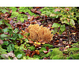   Mushroom, Gold yellow coral