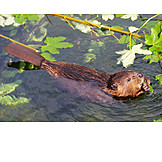   Beaver