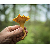   Chanterelle, Mushroom season, Picking