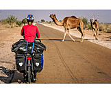   Cycling, India, Dromedary camel