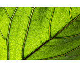   Backgrounds, Leaf, Vein