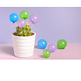   Balloon, Cactus