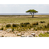   Namibia, Etosha nationalpark