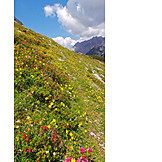   Alpenrose, Bergwiese